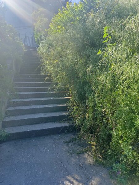 Πυκνή βλάστηση «πνίγει» σκαλοπάτια προς το Φρούριο της Λάρισας (φωτ.)