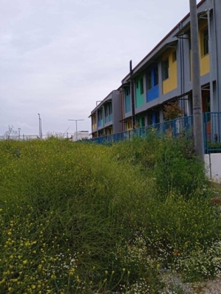Η μικρή… ζούγκλα έξω από το 24ο Δημοτικό Σχολείο Λάρισας (φωτ.)