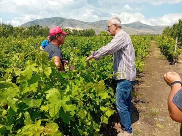 Σε χαλαζόπληκτες περιοχές του Τυρνάβου στελέχη της Περιφέρειας Θεσσαλίας και του ΕΛΓΑ