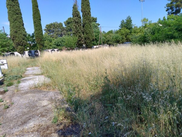 Βλάστηση… ζούγκλας στο Παλαιό Κοιμητήριο Λάρισας (φωτ.)